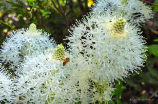 Bee and Bear Grass-4051.jpg Bee and Bear Grass-4051.jpg